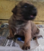 Satlk presa canario yavru