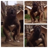 Satlk presa canario yavru