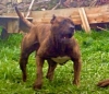 Satlk presa canario yavrular