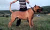 Satlk presa canario yavrular