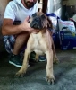 Satlk presa canario yavrular