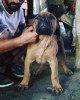 Satlk presa canario yavrular