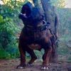 Satlk presa canario yavrular