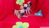 Satılık pug mops bebekler ev doğumlu