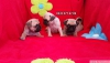 Satılık pug mops bebekler ev doğumlu