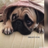 Satılık pug mops bebekler ev doğumlu