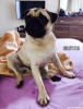 Satılık pug mops bebekler ev doğumlu