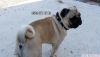 Satılık pug mops bebekler ev doğumlu