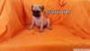 Satlk pug mops bebekler evde doup byyen