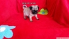 Satlk pug mops bebekler evde doup byyen