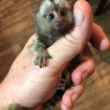 Satlk pygmy marmoset maymunlar