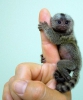 Satlk pygmy marmosets