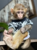 Satlk rhesus maymunlar