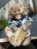 Satlk rhesus maymunlar