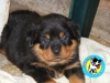 Satlk rottweiler yavrular