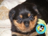 Satlk rottweiler yavrular