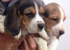 Satlk safkan beagle yavrular