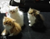 Satlk safkan iran kedisi yavrular (dii & erkek 2 aylk)
