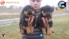 Satlk safkan rottweiler yavrular 0546 427 91 26