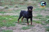 Satlk safkan rottweiler yavrular 0546 427 91 26