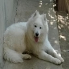 Satlk Samoyed