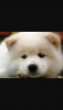 Satlk samoyed