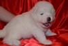 Satlk samoyed yavrularmz