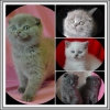 Yavru scottish fold kediler