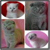 Scottish fold cinsi yavru kediler