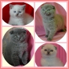 Satlk scottish fold kedi yavrular