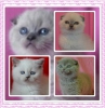 Sahibinden scottish fold yavrusu