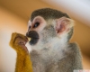 Satlk sevimli bebek, sincap ve marmoset maymunlar