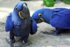 Satlk sevimli bebek smbl macaw papaanlar