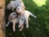 Satlk sevimli labrador retriever yavrular