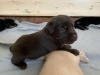 Satlk sevimli labrador retriever yavrular