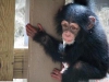 Satlk sevimli ve sevimli bebek empanze maymun