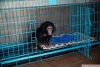 Satlk sevimli ve sevimli bebek empanze maymun