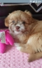 Satilik shih tzu pomerian mix