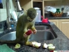 Satlk sincap ve rehesus macaques maymun