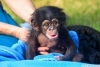 Satlk irin bebek empanze maymun.