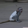Satlk irin ie besleme ikizler bebek capuchin maymun