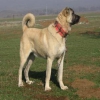 satlk sivas kangal