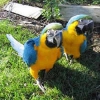 Satlk talking mavi ve altn macaws