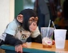 Satlk tatl bebek empanze maymunlar