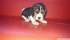 Satlk yavru beagle