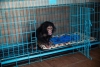 Sat ve kabul edilmesi iin etkili bebek empanizi monkey