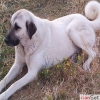 SATLIK KANGAL AYI BOGAN ,SVAS KANGAL FLG