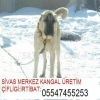 SATLIK KANGAL YAVRULARI