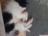 Satılık süs köpeği maltese terrier yavru