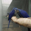 Satylmak n hyacnth macaw agalar